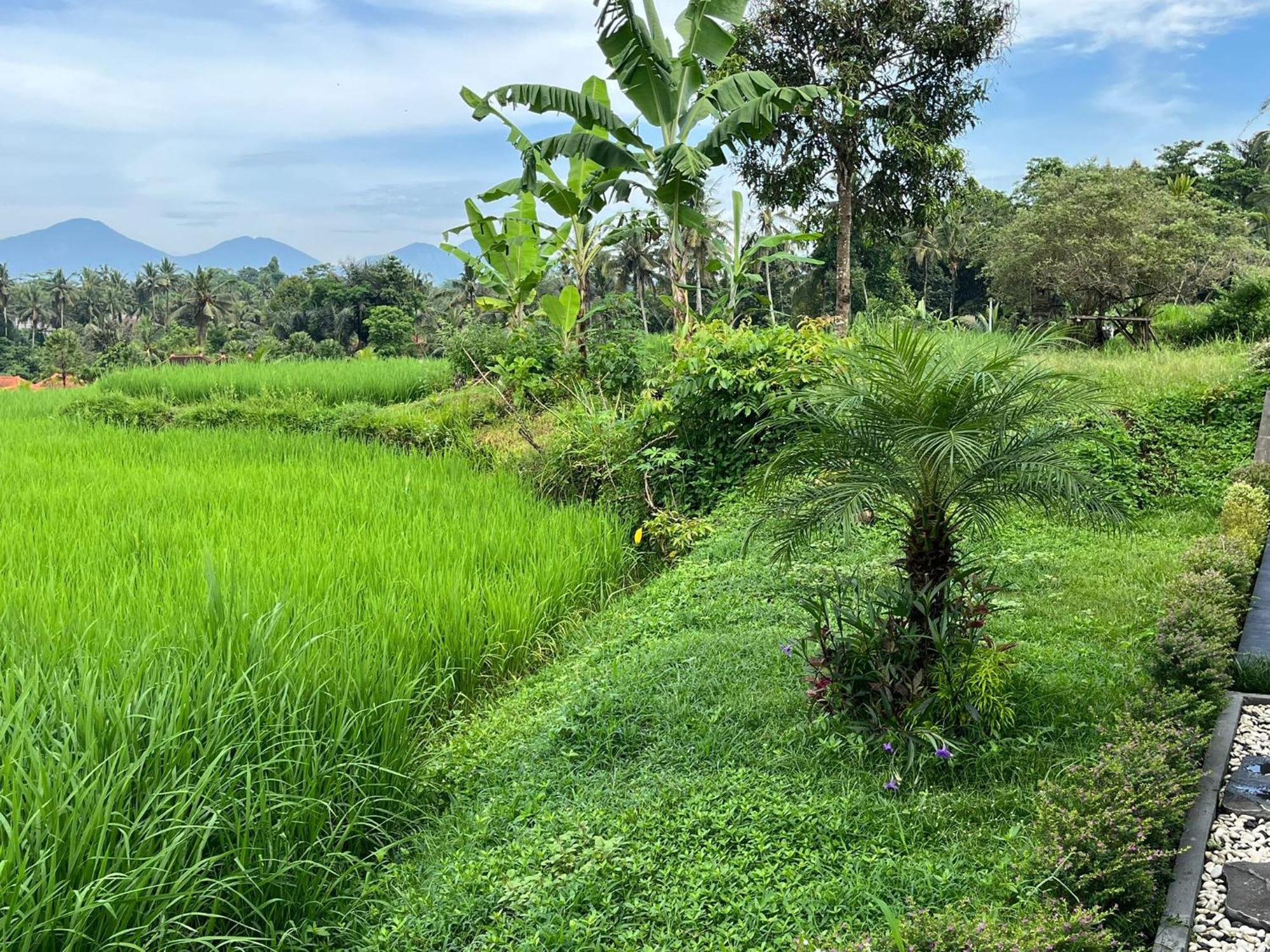 Maple Ridge Ubud Villas Eksteriør billede