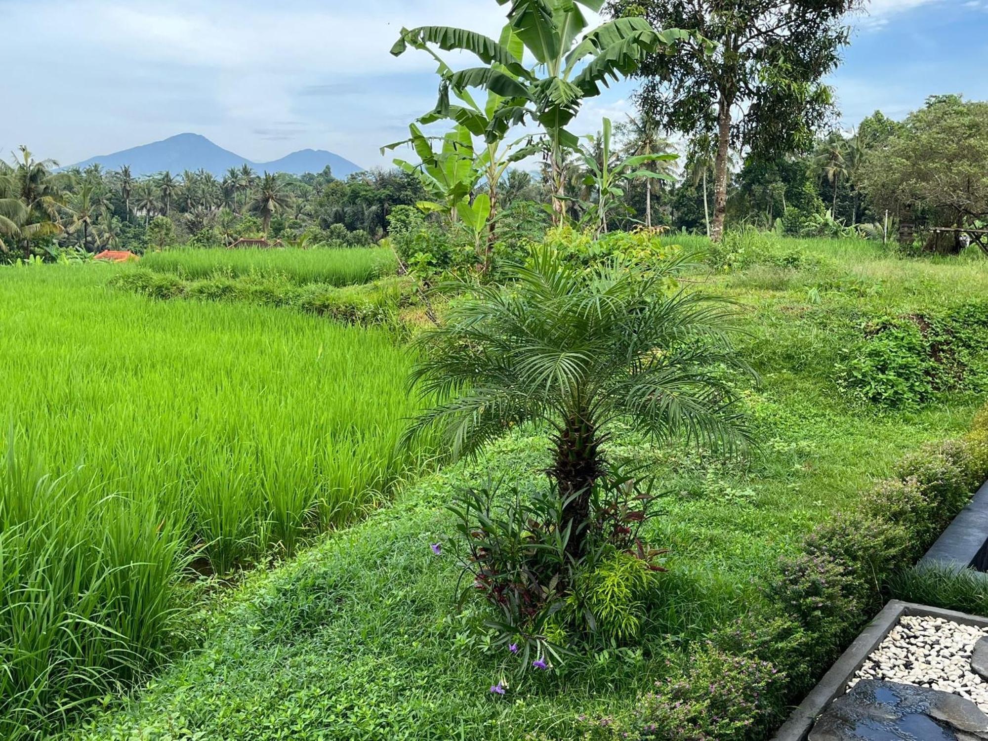 Maple Ridge Ubud Villas Eksteriør billede